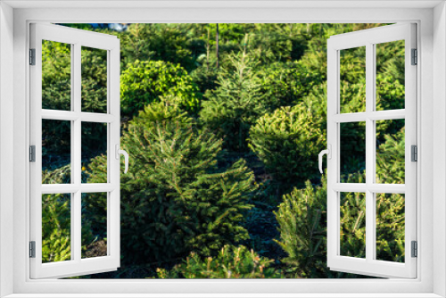 Fototapeta Naklejka Na Ścianę Okno 3D - Garden plant in the spring of the spruce family