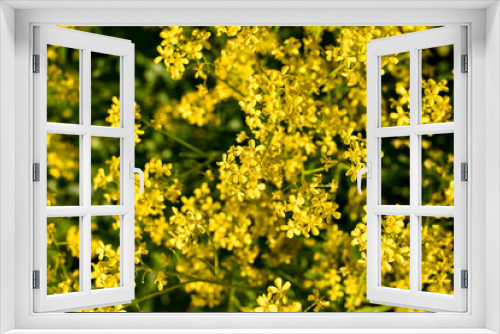 Fototapeta Naklejka Na Ścianę Okno 3D - Yellow, small flowers of mustard, close-up on a natural green background. Useful herbs. Summer or spring background.