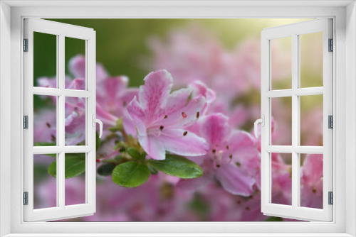 Fototapeta Naklejka Na Ścianę Okno 3D - Pink blühende Azaleen, Rhododendron, Blüten und Blätter