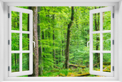 Fototapeta Naklejka Na Ścianę Okno 3D - Wald, Sonne, Licht, Stimmung, Grün