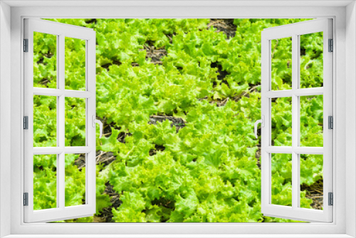 Fototapeta Naklejka Na Ścianę Okno 3D - Lettuce growing in soil