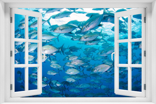 Fototapeta Naklejka Na Ścianę Okno 3D - scuba diving School of fish