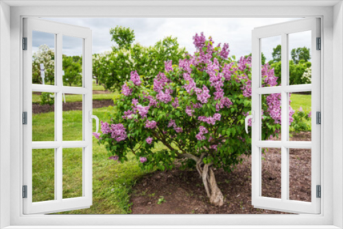 Fototapeta Naklejka Na Ścianę Okno 3D - Blossoming pink and purple lilac.
