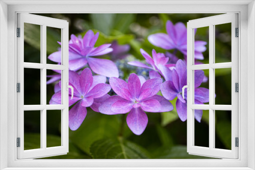 Fototapeta Naklejka Na Ścianę Okno 3D - 紫のガクアジサイのアップ　