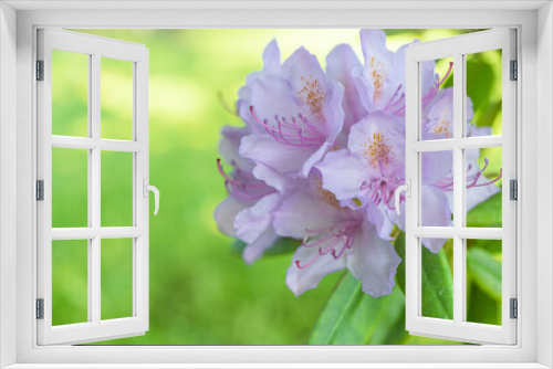 Fototapeta Naklejka Na Ścianę Okno 3D - Beautiful flowers of alpine rose. Rhododendron. on a green background, there is a place for text Close-up