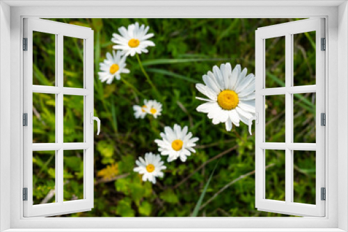 Fototapeta Naklejka Na Ścianę Okno 3D - chamomile on the field