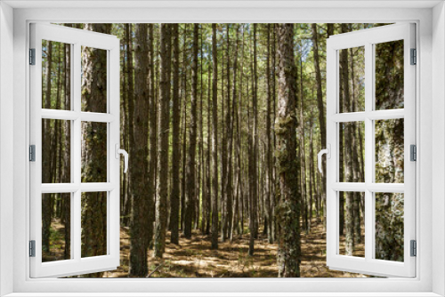 Fototapeta Naklejka Na Ścianę Okno 3D - Tree trunks in a forest in natural park of 