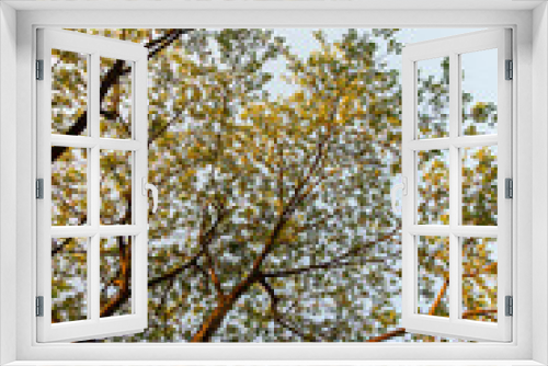 Fototapeta Naklejka Na Ścianę Okno 3D - background leaf green trees nature sunrise and sunshine.