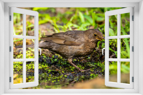 Fototapeta Naklejka Na Ścianę Okno 3D - The blackbird gathers material for the nest.