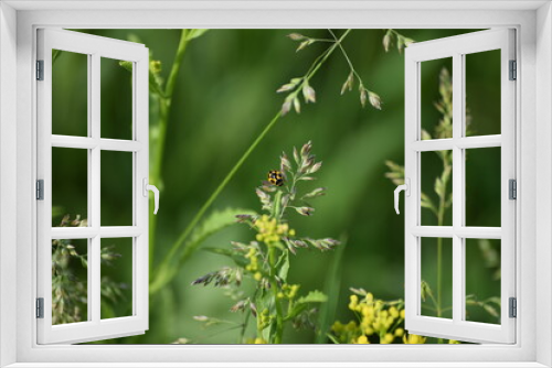 Fototapeta Naklejka Na Ścianę Okno 3D - 14-spot Ladybug