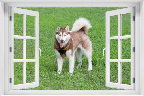 Fototapeta Naklejka Na Ścianę Okno 3D - Cute red and white siberian husky is standing on a green grass and looking at the camera. Pet animals.