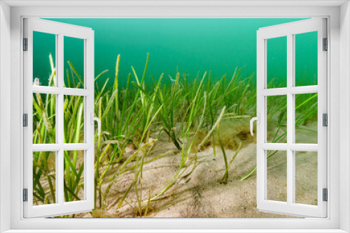 Fototapeta Naklejka Na Ścianę Okno 3D - trawa morska Zostera marina