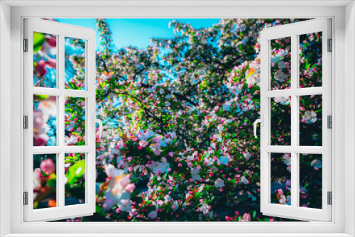 Fototapeta Naklejka Na Ścianę Okno 3D - Spring Flowers, Cherry Blossoms, Nature, Spring Nature Colors