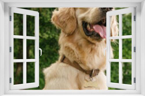 Fototapeta Naklejka Na Ścianę Okno 3D - a dog of breed golden retriever sits and smiles cutely with his tongue sticking out