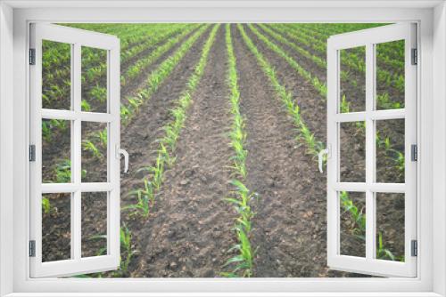Fototapeta Naklejka Na Ścianę Okno 3D - Young corn grows in the field