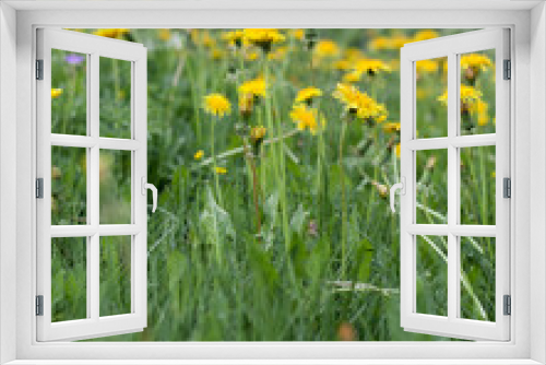 Fototapeta Naklejka Na Ścianę Okno 3D - Meadow filled with yellow dandelion