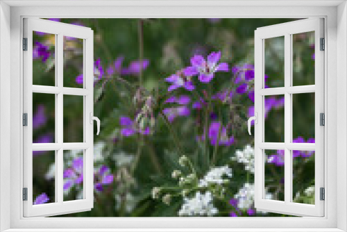 Fototapeta Naklejka Na Ścianę Okno 3D - Purple meadow flowers surrounded by green grass