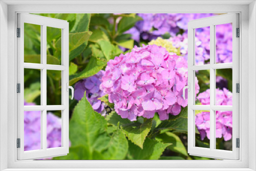 Fototapeta Naklejka Na Ścianę Okno 3D - 満開の紫陽花の花畑