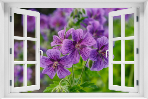 Fototapeta Naklejka Na Ścianę Okno 3D - Geranium magnificum