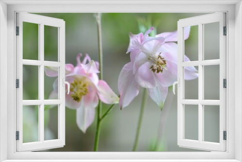 Fototapeta Naklejka Na Ścianę Okno 3D - beautiful columbine blossoms