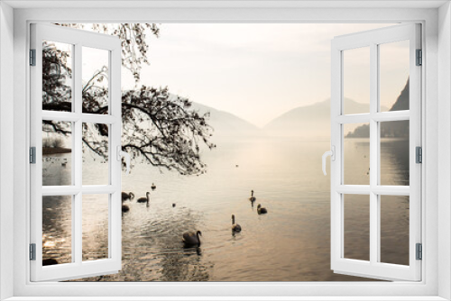 Fototapeta Naklejka Na Ścianę Okno 3D - A few swans that are close to the shore on Lake Lugano in a foggy atmosphere while in the background of the mountain. Ideal calm background of the lake shore and views of the water and the alps