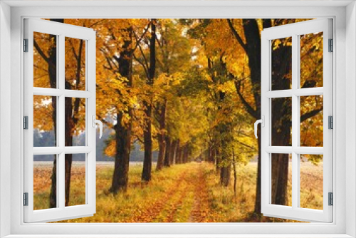 Fototapeta Naklejka Na Ścianę Okno 3D - maple avenue, autumn, 
