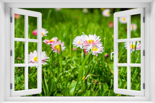 Fototapeta Naklejka Na Ścianę Okno 3D - white and pink daisies in a green meadow close-up