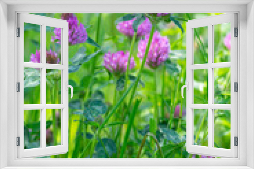 Fototapeta Naklejka Na Ścianę Okno 3D - Trifolium pratense red clover wild flowering plant, purple meadow flowers in bloom