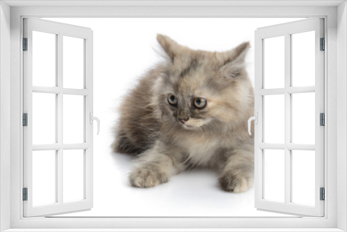 Fototapeta Naklejka Na Ścianę Okno 3D - a little persian kitten isolated on white