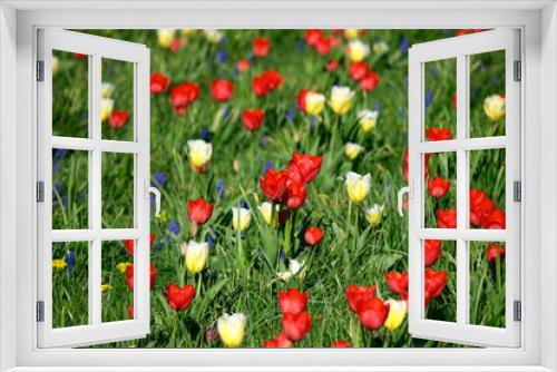 Fototapeta Naklejka Na Ścianę Okno 3D - Kolorowe tulipany na rabatach