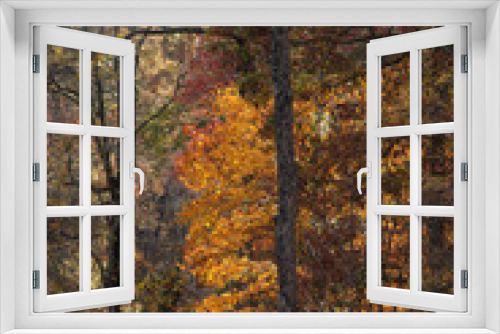Fototapeta Naklejka Na Ścianę Okno 3D - Fall leaves on Trees