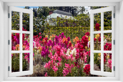 Fototapeta Naklejka Na Ścianę Okno 3D - Colorful snapdragon blooms in the spring garden