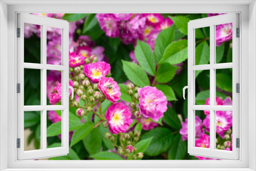 Fototapeta Naklejka Na Ścianę Okno 3D - バラ園の満開の薔薇の花