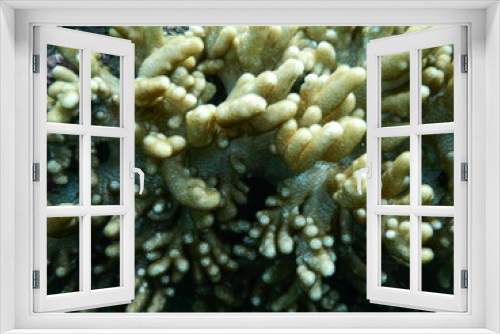 Fototapeta Naklejka Na Ścianę Okno 3D - 伊豆の海でダイビング中に見かけたよ～く見ると幾何学模様が幻想的なサンゴ