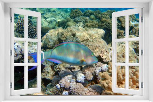 Fototapeta Naklejka Na Ścianę Okno 3D - Coral fish - Longnose Parrotfish - Hipposcarus harid in the Red Sea, Egypt 