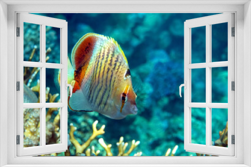 Fototapeta Naklejka Na Ścianę Okno 3D - Coral fish - Crown butterflyfish - Chaetodon paucifasciatus  in red sea 