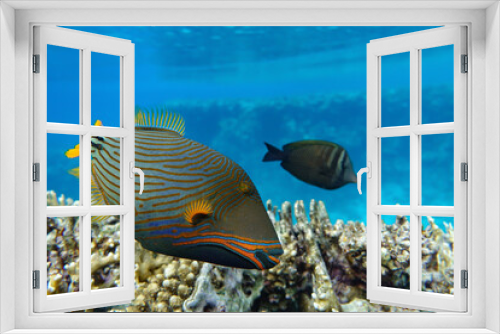 Fototapeta Naklejka Na Ścianę Okno 3D - Orange-striped triggerfish (Balistapus undulatus) , coral fish in the coral reef 