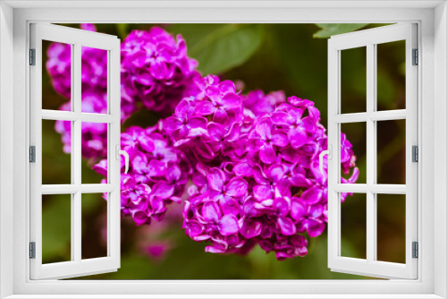 Fototapeta Naklejka Na Ścianę Okno 3D - garden common purple lilac in the park blooms in spring