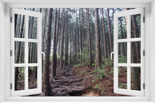 Fototapeta Naklejka Na Ścianę Okno 3D - 日本の山奥で木漏れ日を撮影