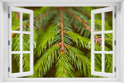 Fototapeta Naklejka Na Ścianę Okno 3D - spruce paws with fresh sprouts in summer, growing fir trees for Christmas