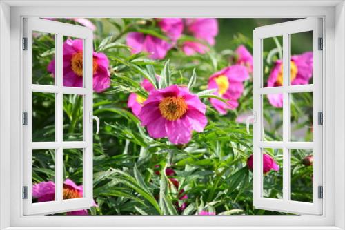Fototapeta Naklejka Na Ścianę Okno 3D - Różowe kwiaty piwonii
