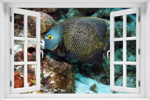Fototapeta Naklejka Na Ścianę Okno 3D - French Angelfish on the Reef