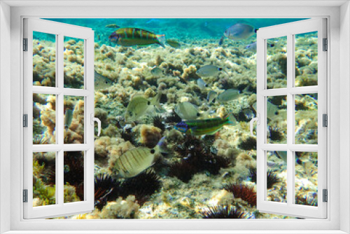Fototapeta Naklejka Na Ścianę Okno 3D - A group of fish swimming over urchins and rocks in the Mediterranean Sea, Jijel Province, Algeria, the concept of Mediterranean cuisine and the diversity of marine life in it, Fish school.