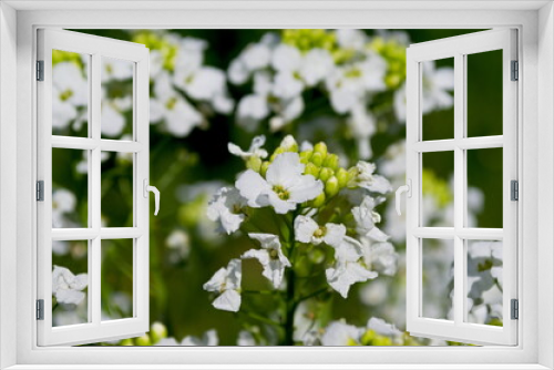 Fototapeta Naklejka Na Ścianę Okno 3D - horseradish flower