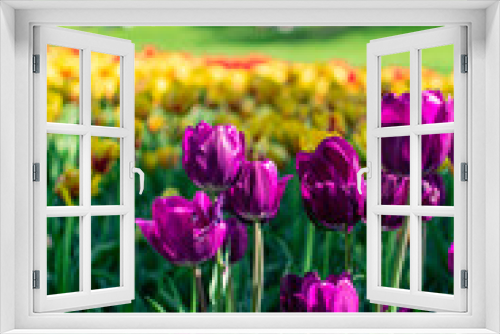 Fototapeta Naklejka Na Ścianę Okno 3D - Yellow and purple Tulips during Spring