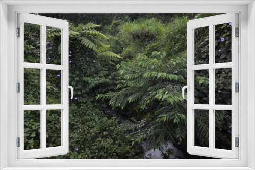 Fototapeta Naklejka Na Ścianę Okno 3D - 屋久島の森2