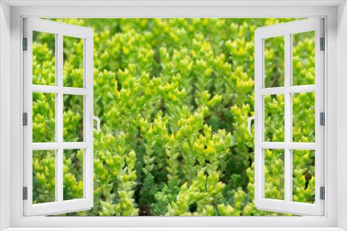 Fototapeta Naklejka Na Ścianę Okno 3D - Sedum acre, goldmoss stonecrop spring leaves macro selective focus