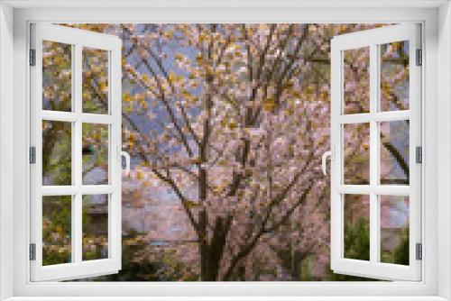Fototapeta Naklejka Na Ścianę Okno 3D - New Year's arrival cherry blossoms
