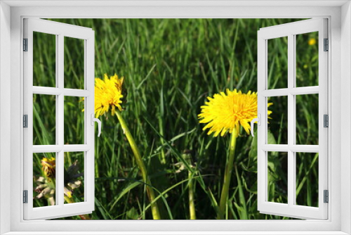Fototapeta Naklejka Na Ścianę Okno 3D - Yellow dandelion flowers in focus. Blurry background. Spring or summer day in the month of May. Taraxacum or Aphaca. Stockholm, Sweden, Europe.