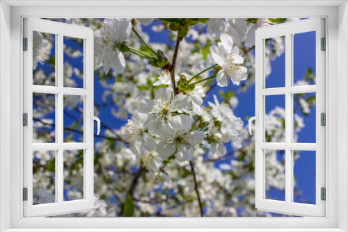 Fototapeta Naklejka Na Ścianę Okno 3D - Cherry tree in abundant bloom. Many small white flowers on branches with green leaves. Spring. The awakening of nature. White flower background.